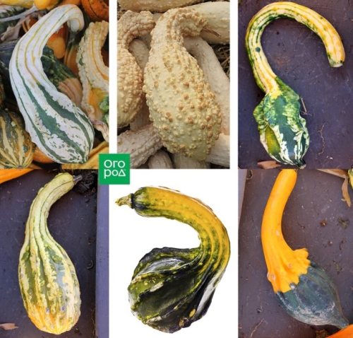 Самые необычные сорта тыквы, кабачков и патиссонов – удиви соседей