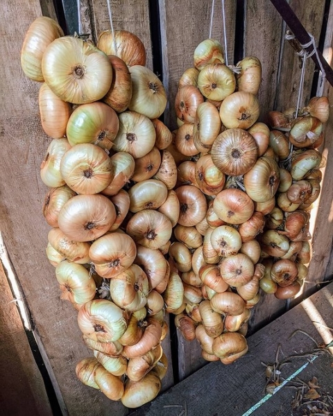 Хранение лука зимой в квартире и доме: 14 способов, с которыми ни одна луковица не пропадет (и 47 наглядных фото)