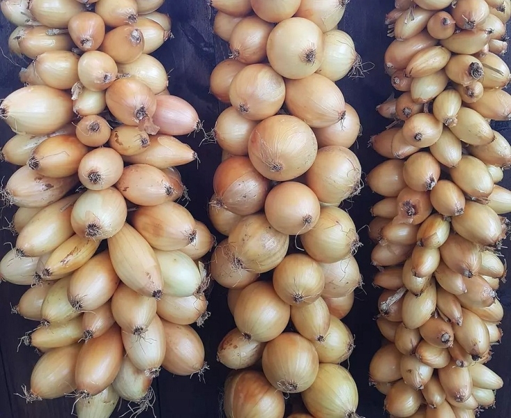 Хранение лука зимой в квартире и доме: 14 способов, с которыми ни одна луковица не пропадет (и 47 наглядных фото)