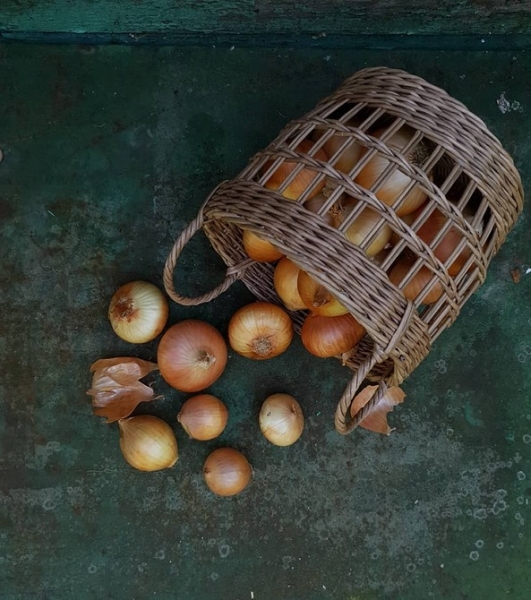 Хранение лука зимой в квартире и доме: 14 способов, с которыми ни одна луковица не пропадет (и 47 наглядных фото)