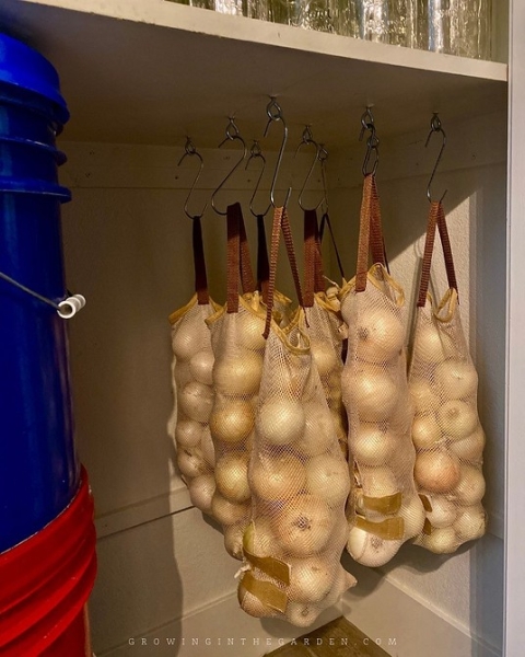 Хранение лука зимой в квартире и доме: 14 способов, с которыми ни одна луковица не пропадет (и 47 наглядных фото)