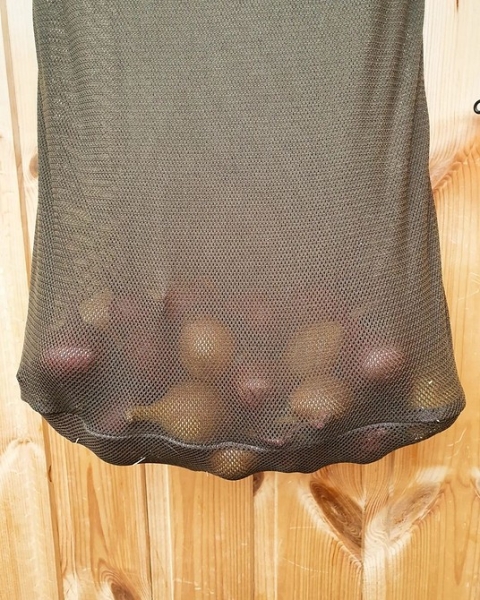 Хранение лука зимой в квартире и доме: 14 способов, с которыми ни одна луковица не пропадет (и 47 наглядных фото)