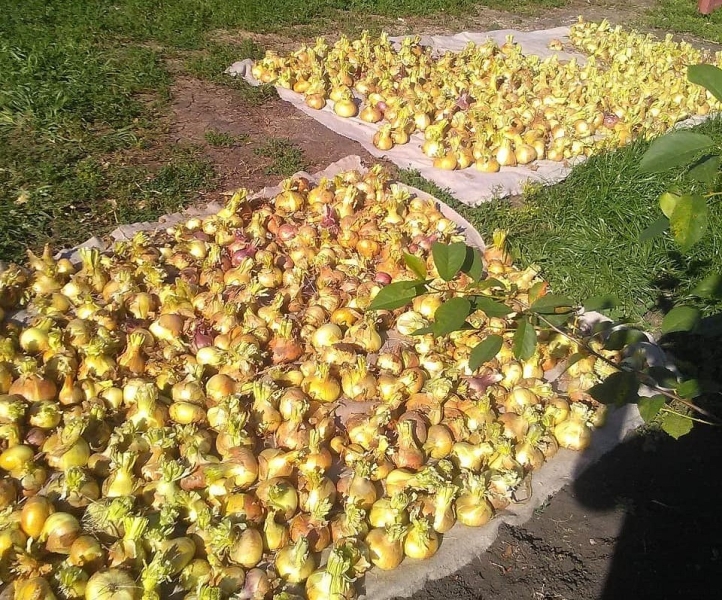 Хранение лука зимой в квартире и доме: 14 способов, с которыми ни одна луковица не пропадет (и 47 наглядных фото)