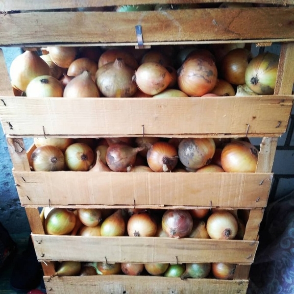 Хранение лука зимой в квартире и доме: 14 способов, с которыми ни одна луковица не пропадет (и 47 наглядных фото)