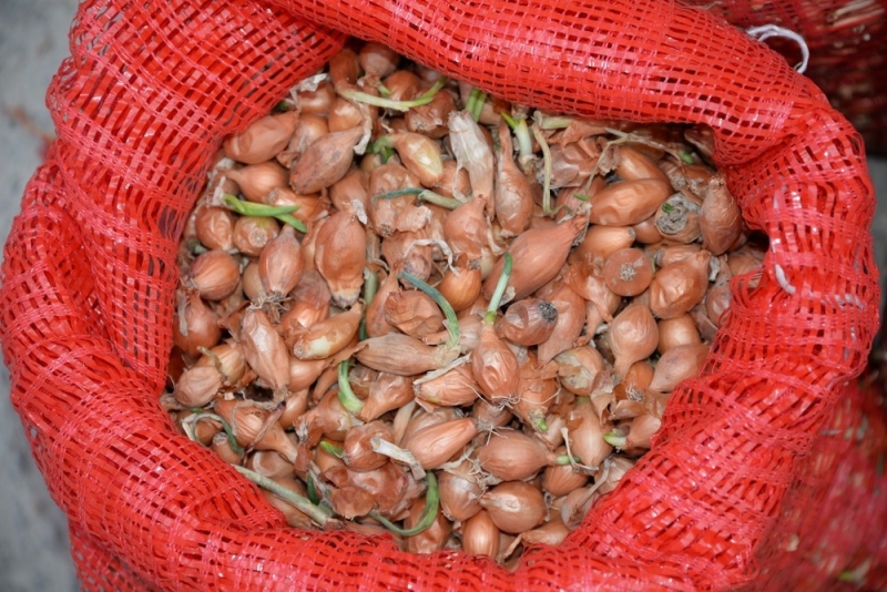 Хранение лука зимой в квартире и доме: 14 способов, с которыми ни одна луковица не пропадет (и 47 наглядных фото)