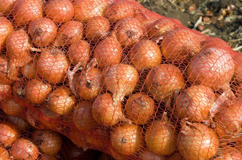 Хранение лука зимой в квартире и доме: 14 способов, с которыми ни одна луковица не пропадет (и 47 наглядных фото)