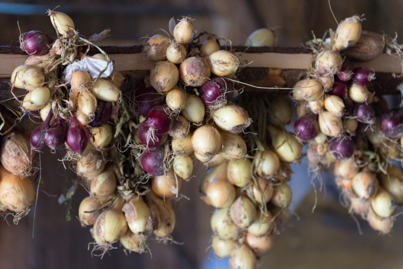 Хранение лука зимой в квартире и доме: 14 способов, с которыми ни одна луковица не пропадет (и 47 наглядных фото)