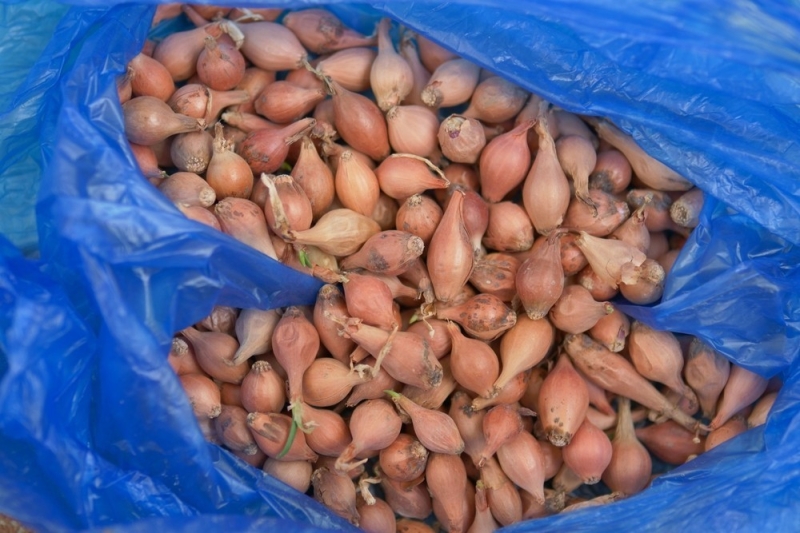 Хранение лука зимой в квартире и доме: 14 способов, с которыми ни одна луковица не пропадет (и 47 наглядных фото)