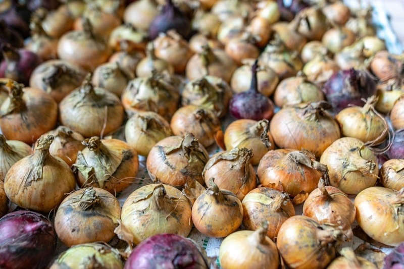 Хранение лука зимой в квартире и доме: 14 способов, с которыми ни одна луковица не пропадет (и 47 наглядных фото)