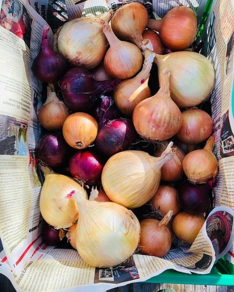 Хранение лука зимой в квартире и доме: 14 способов, с которыми ни одна луковица не пропадет (и 47 наглядных фото)