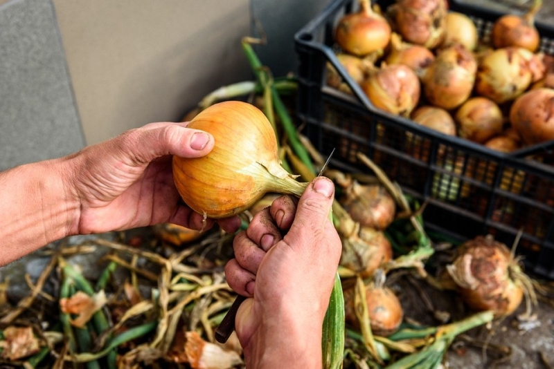 Хранение лука зимой в квартире и доме: 14 способов, с которыми ни одна луковица не пропадет (и 47 наглядных фото)