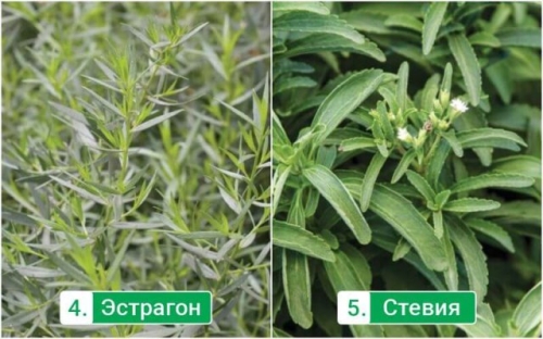 5 вкусных и полезных трав, которые стоит обязательно посадить на участке