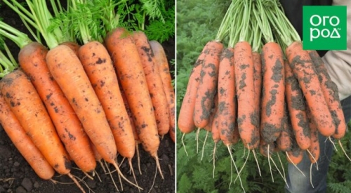 12 беспроигрышных сортов и гибридов моркови – урожай порадует!
