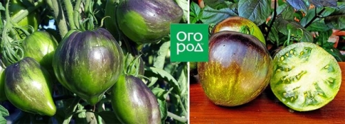 Самые сладкие и сочные: 15 сортов и гибридов томатов, которые вкуснее всего есть свежими