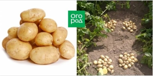 50 сортов картофеля для пюре, жарки, запекания и картошки фри