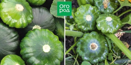 Белые, желтые, зеленые, пестрые – лучшие сорта патиссонов