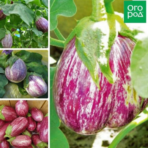 Стойкие и неприхотливые: сорта баклажанов по отзывам опытных огородников