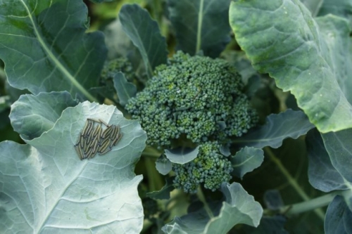 Самые неприхотливые сорта и гибриды брокколи и секреты ее выращивания