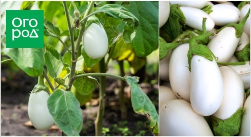 Стойкие и неприхотливые: сорта баклажанов по отзывам опытных огородников