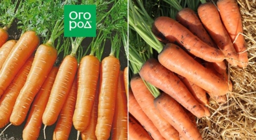 12 беспроигрышных сортов и гибридов моркови – урожай порадует!