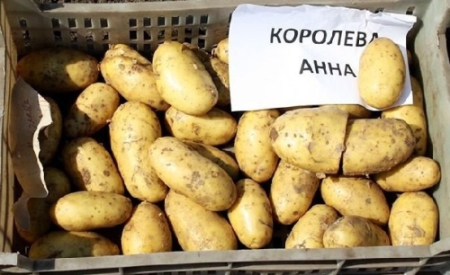 50 сортов картофеля для пюре, жарки, запекания и картошки фри