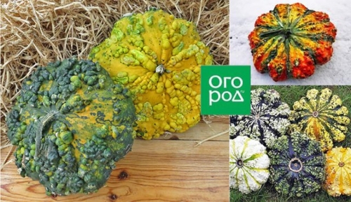 Грядка для эстета: 10 самых красивых овощей