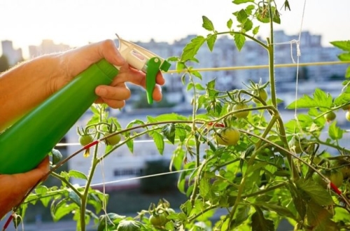 Все о выращивании ампельных томатов: сорта, агротехника, мифы продавцов