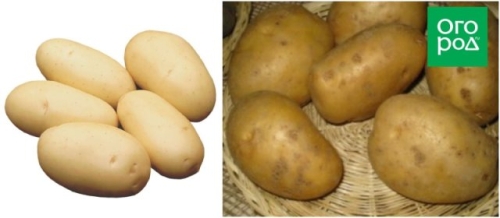 50 сортов картофеля для пюре, жарки, запекания и картошки фри