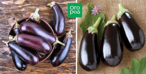 Стойкие и неприхотливые: сорта баклажанов по отзывам опытных огородников