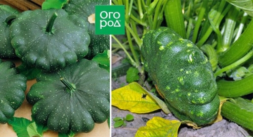 Белые, желтые, зеленые, пестрые – лучшие сорта патиссонов