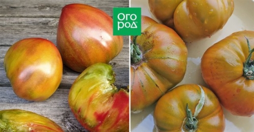 Самые сладкие и сочные: 15 сортов и гибридов томатов, которые вкуснее всего есть свежими