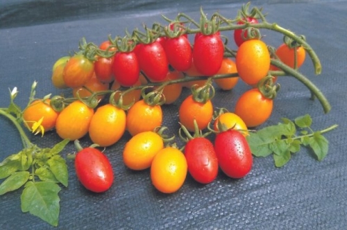 Все о выращивании ампельных томатов: сорта, агротехника, мифы продавцов