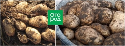 50 сортов картофеля для пюре, жарки, запекания и картошки фри