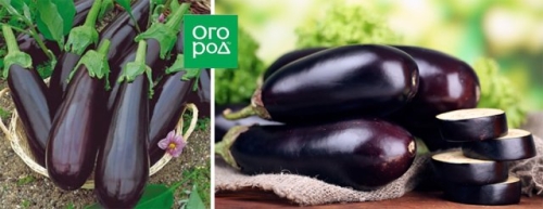 Стойкие и неприхотливые: сорта баклажанов по отзывам опытных огородников