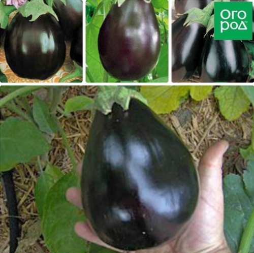 Стойкие и неприхотливые: сорта баклажанов по отзывам опытных огородников