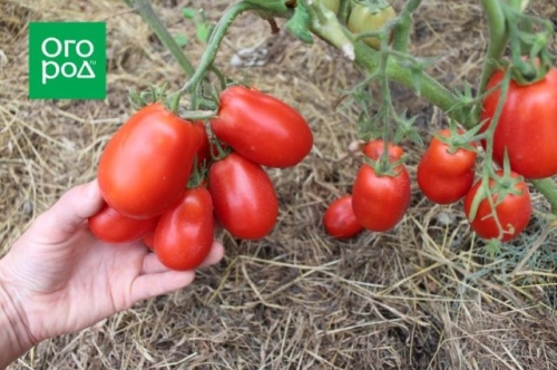 Оптимально для банок: 17 сортов томатов для цельноплодного консервирования