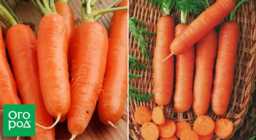 12 беспроигрышных сортов и гибридов моркови – урожай порадует!