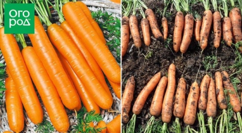 12 беспроигрышных сортов и гибридов моркови – урожай порадует!