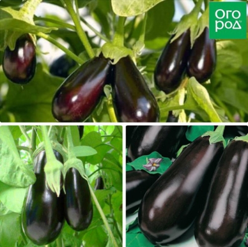 Стойкие и неприхотливые: сорта баклажанов по отзывам опытных огородников