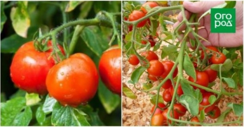 Оптимально для банок: 17 сортов томатов для цельноплодного консервирования