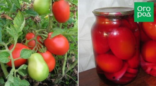 Оптимально для банок: 17 сортов томатов для цельноплодного консервирования