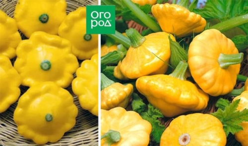 Белые, желтые, зеленые, пестрые – лучшие сорта патиссонов