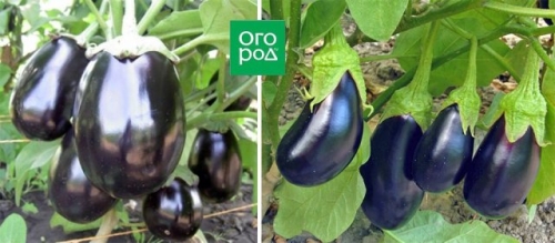 Стойкие и неприхотливые: сорта баклажанов по отзывам опытных огородников