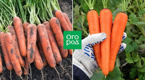 12 беспроигрышных сортов и гибридов моркови – урожай порадует!