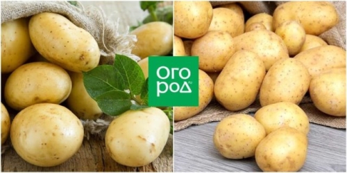 50 сортов картофеля для пюре, жарки, запекания и картошки фри