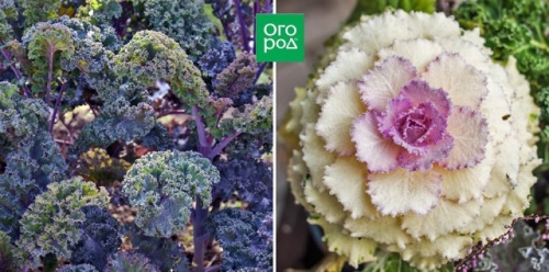 Грядка для эстета: 10 самых красивых овощей