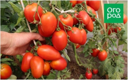 Справится даже начинающий: некапризные сорта и гибриды томатов для дачников-новичков