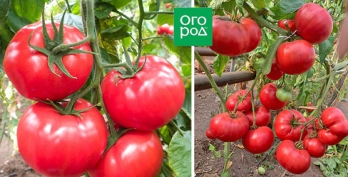 Самые сладкие и сочные: 15 сортов и гибридов томатов, которые вкуснее всего есть свежими