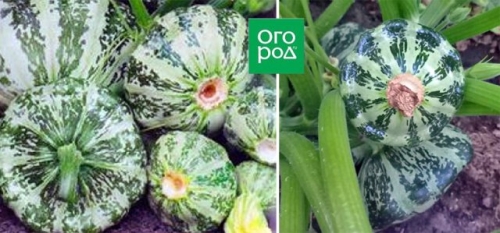 Белые, желтые, зеленые, пестрые – лучшие сорта патиссонов