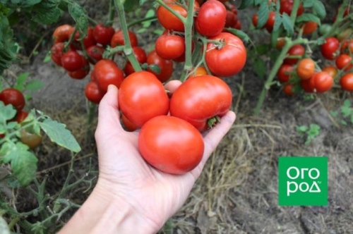 Оптимально для банок: 17 сортов томатов для цельноплодного консервирования